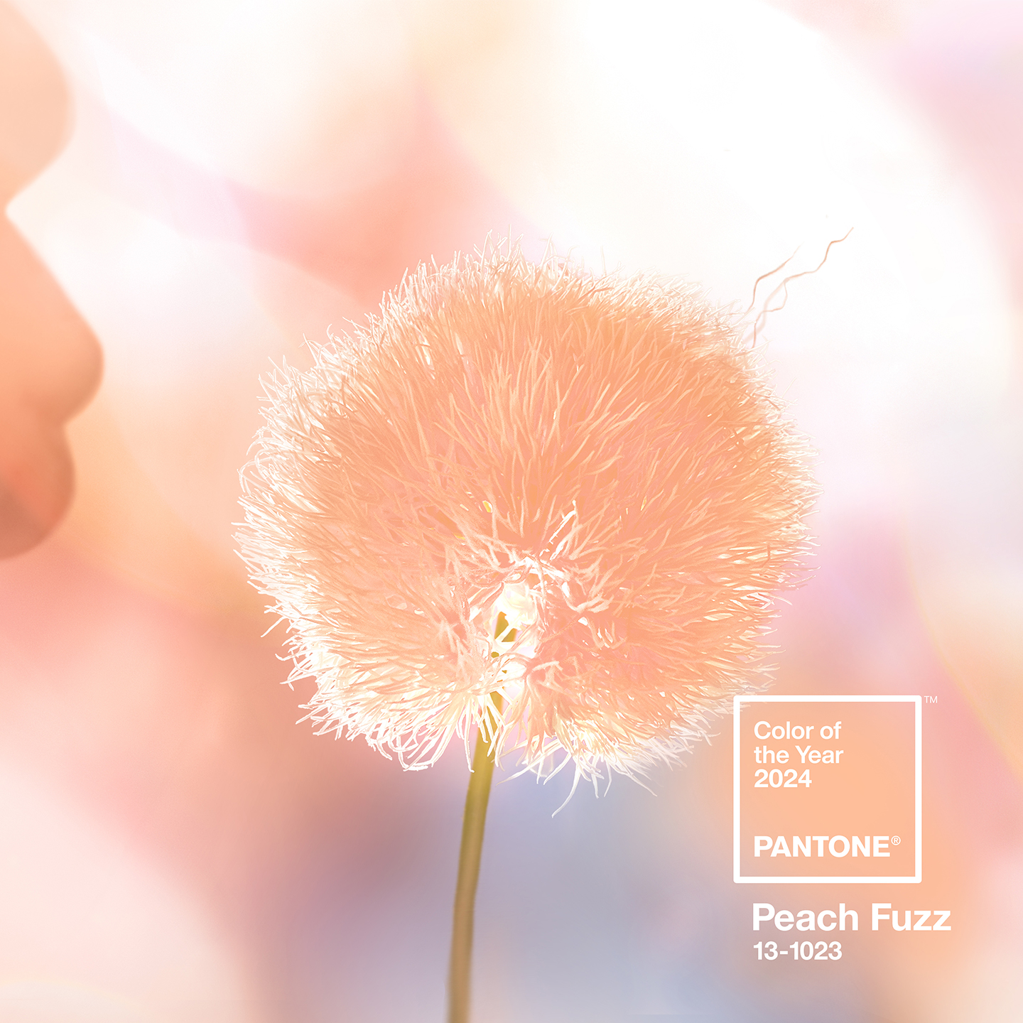 Cor de 2024 Pantone: Peach Fuzz